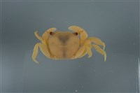 藏品(平背蜞)的圖片